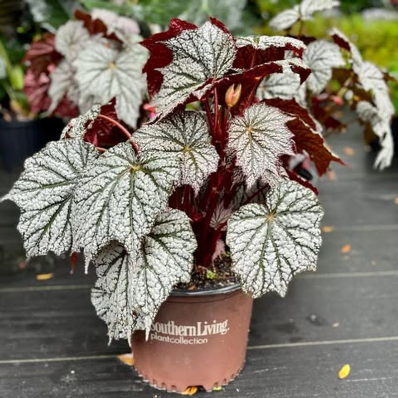 Begonia ‘Silvery Moon’