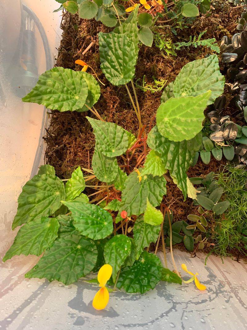Begonia ‘Buttercup’
