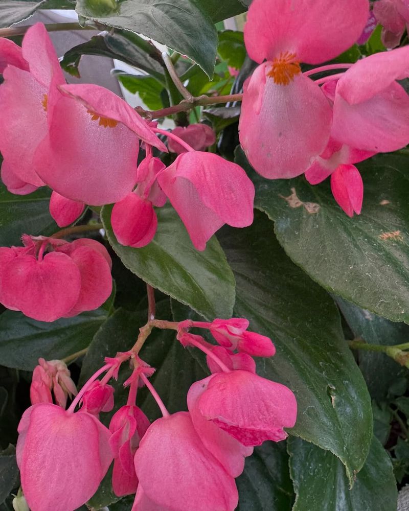 Begonia ‘Pink Dragon Wing’
