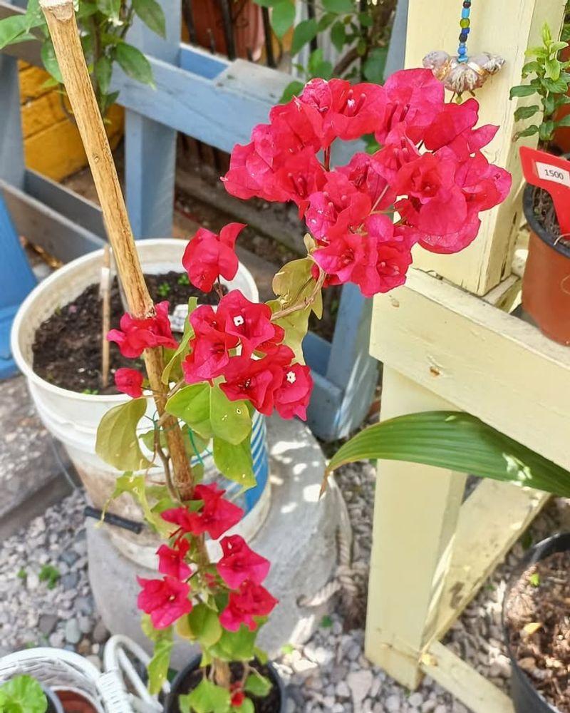Begonia ‘Luminosa’