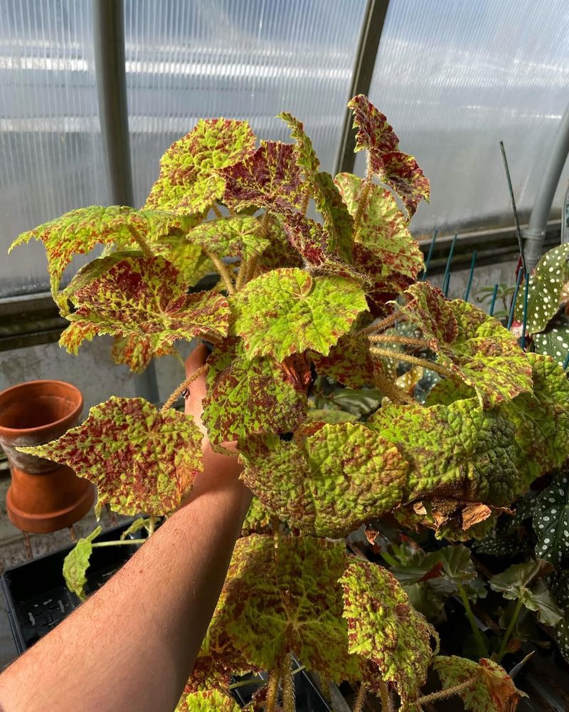 Begonia ‘Marmaduke’