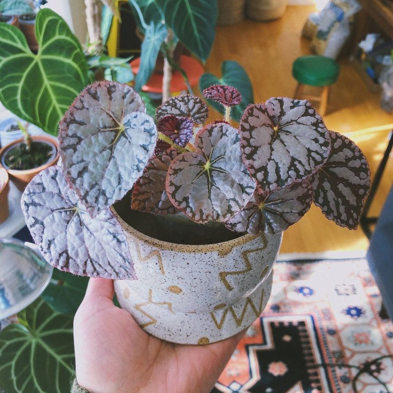 Begonia ‘Silver Queen’