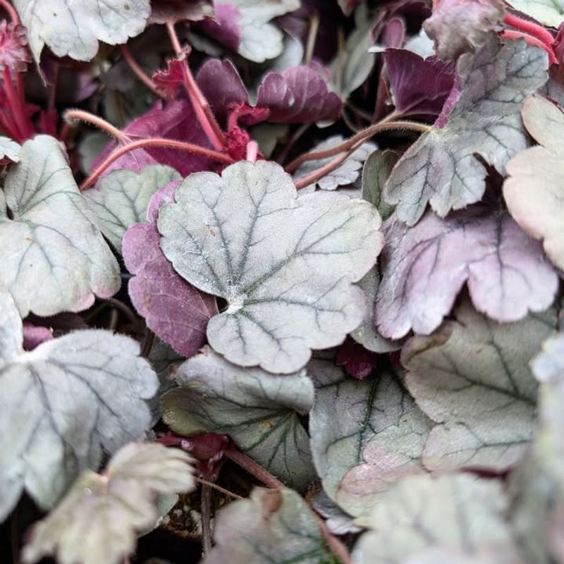 Begonia ‘Coral Bells’