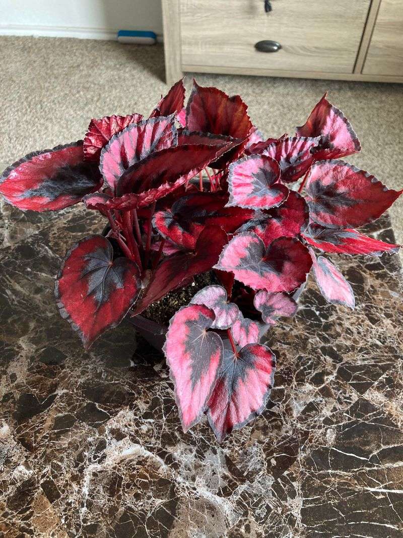 Begonia ‘Crimson Velvet’