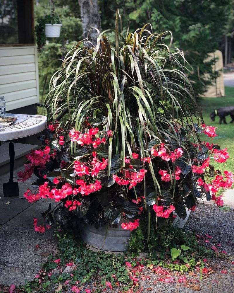 Begonia ‘Whopper’
