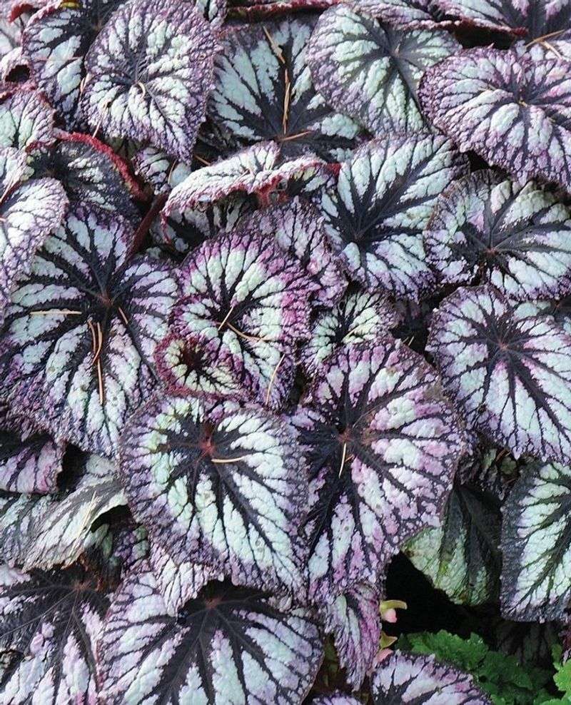 Begonia ‘Fireworks’