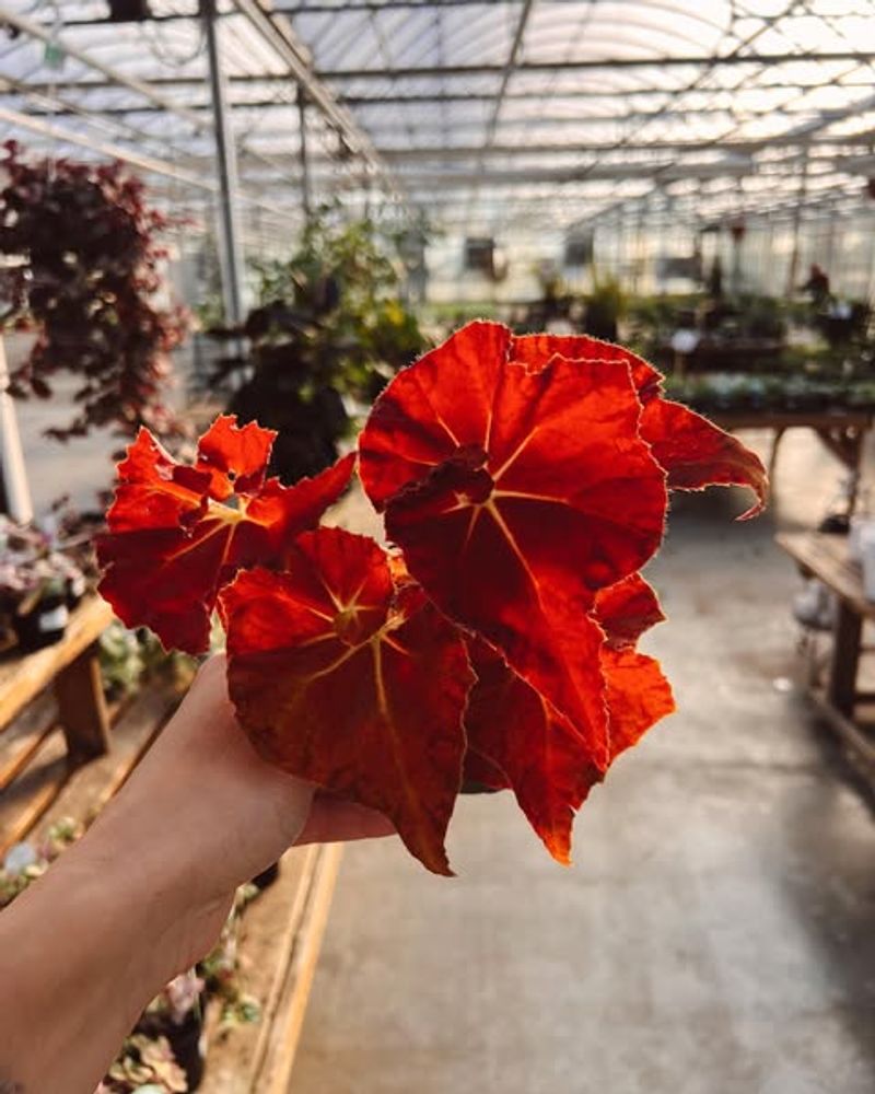 Begonia ‘Red Sun’