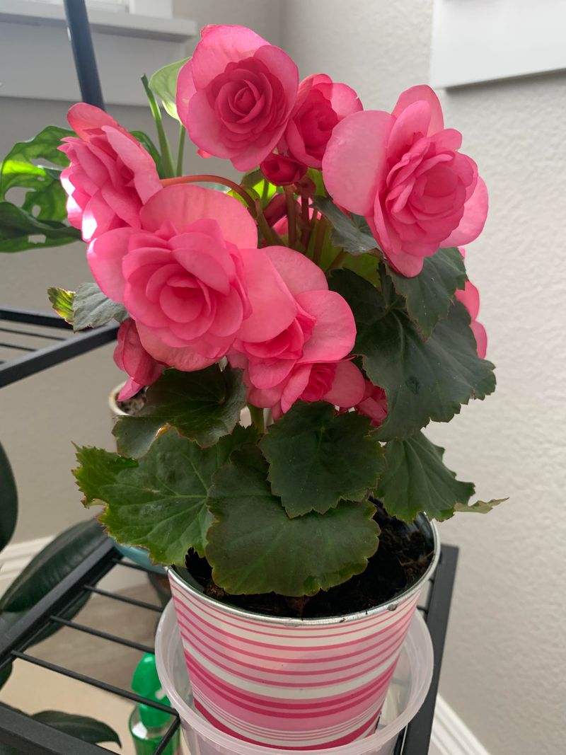 Begonia ‘Nonstop’