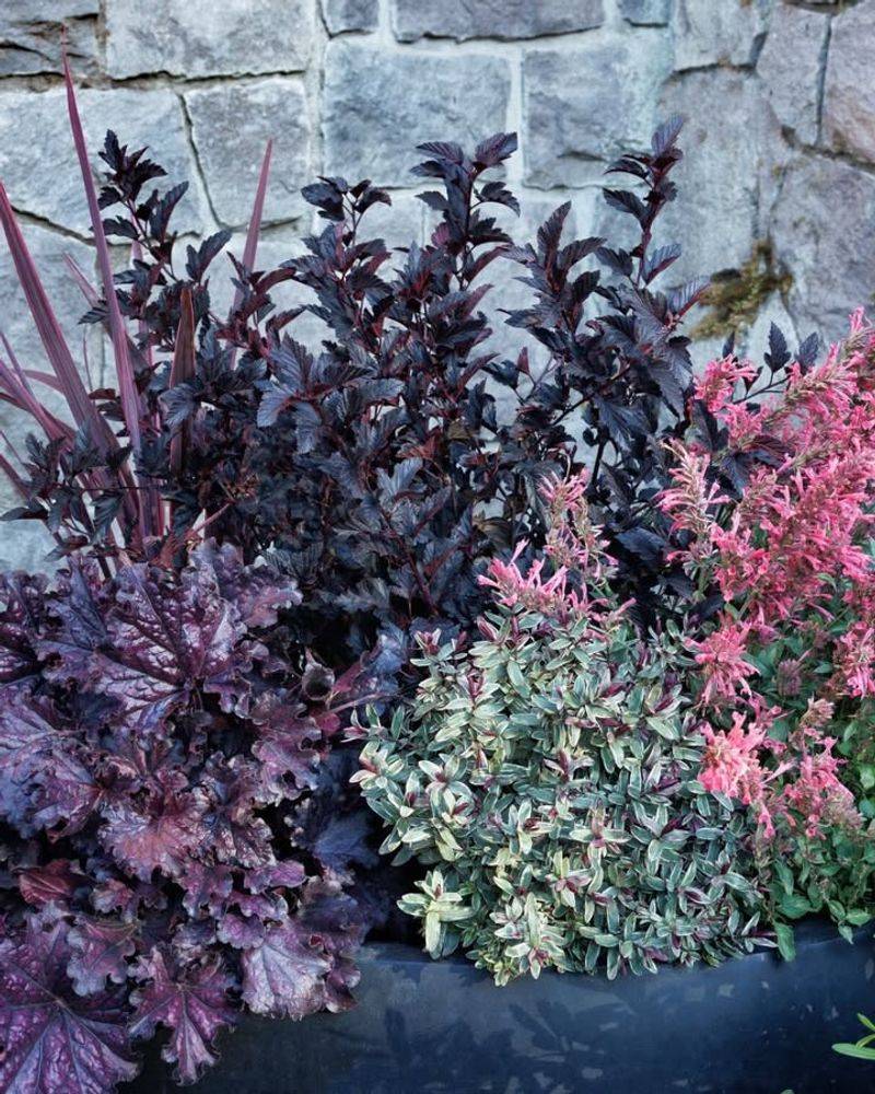 Begonia ‘Chansonette’