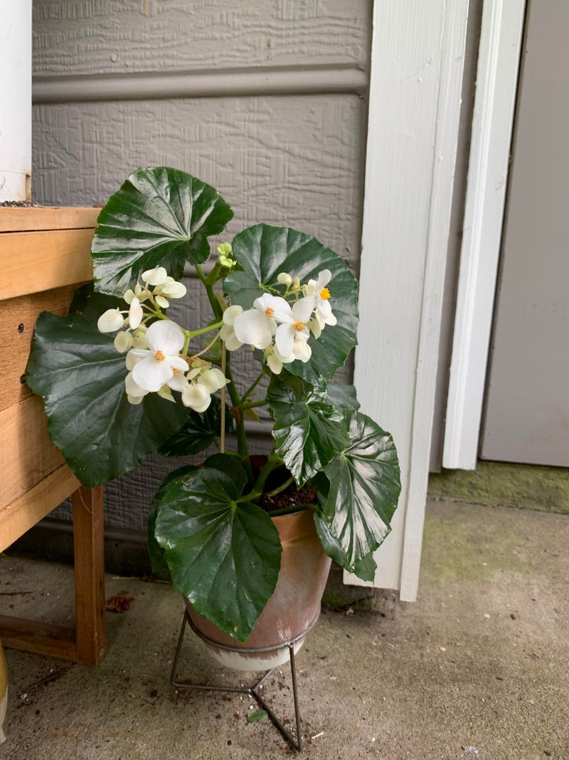 Begonia ‘Trailing White’