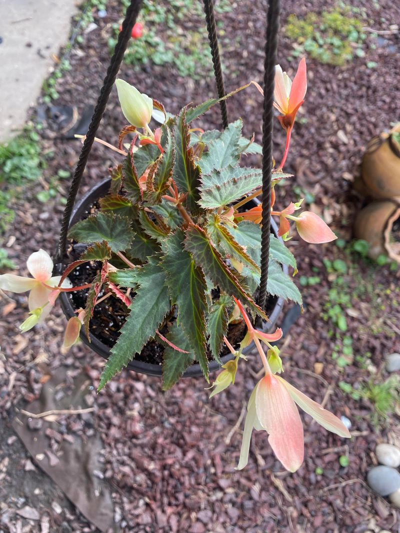 Begonia ‘Bossa Nova’