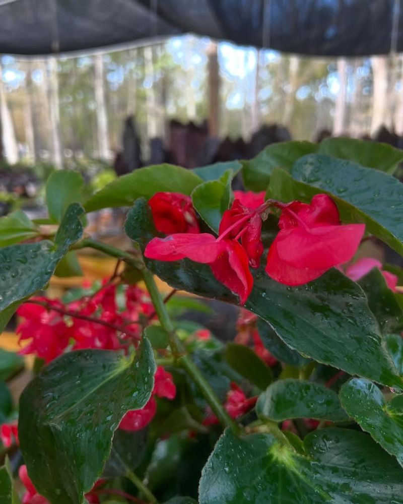 Begonia ‘Trailing Red’