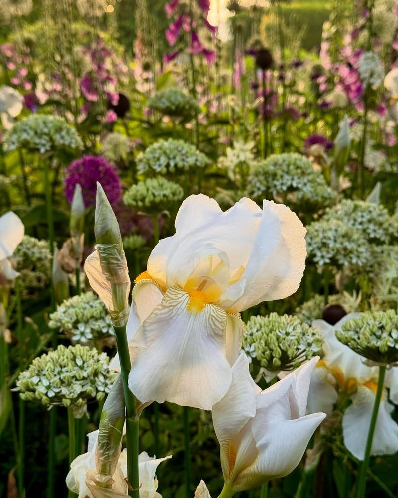 Iris
