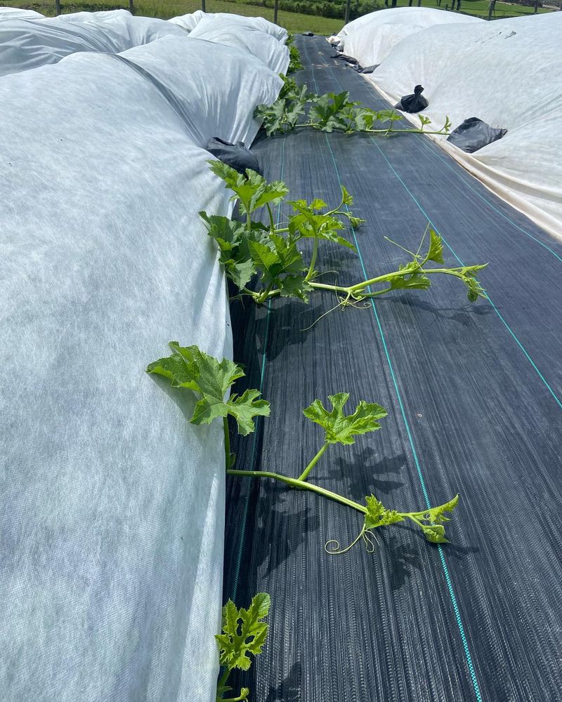 Squash Can't Survive a Light Frost—Move Them Indoors If Needed!