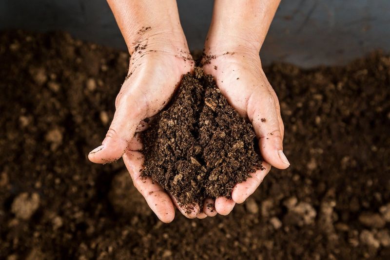 Skip Peat Moss