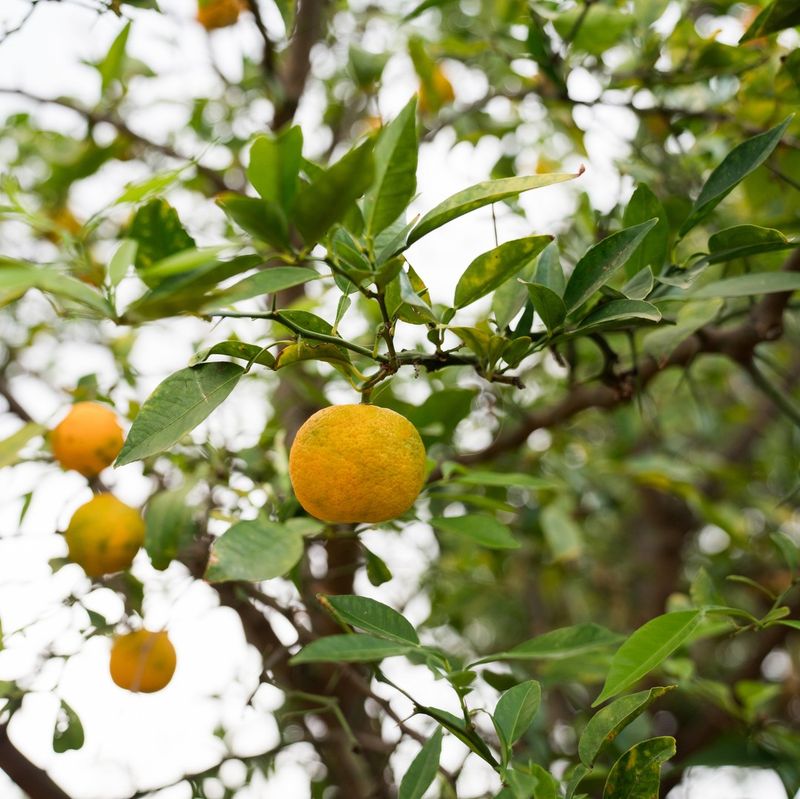 Yuzu