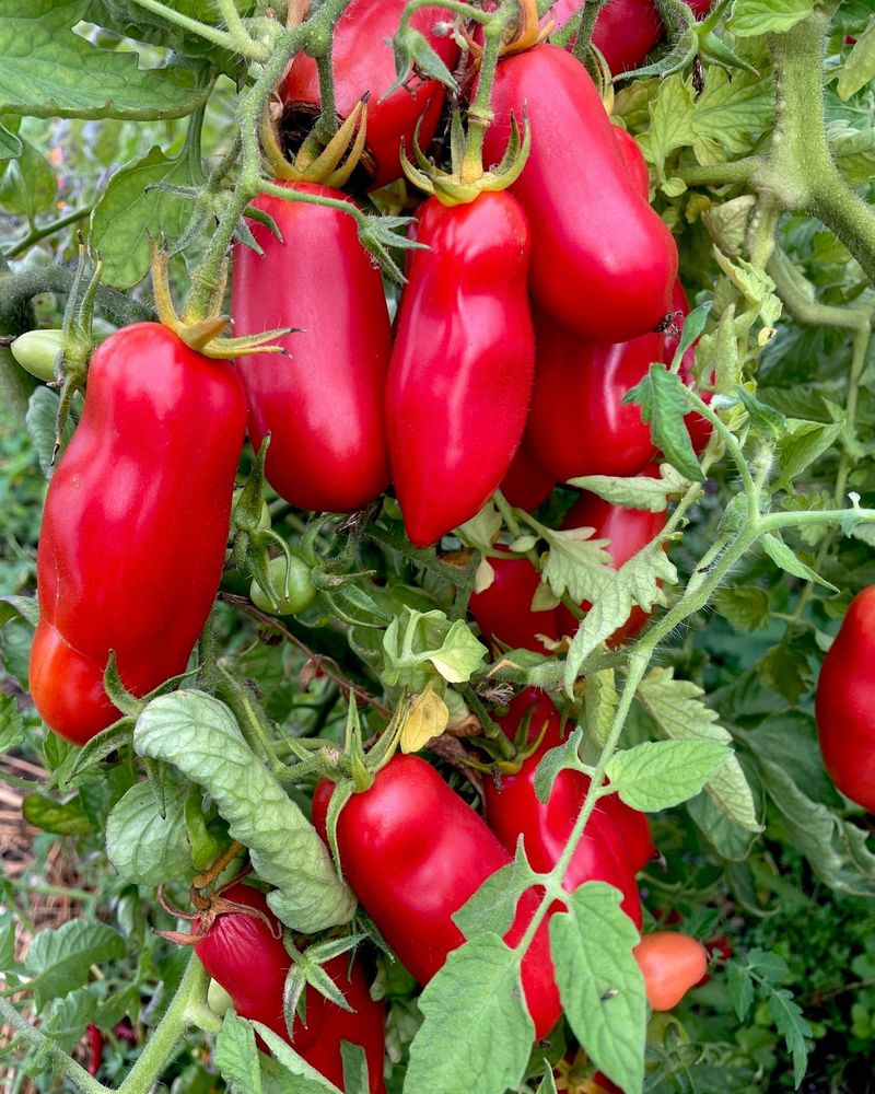 San Marzano