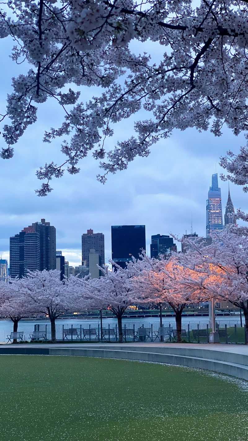 Cherry Blossom (Yoshino Cherry)