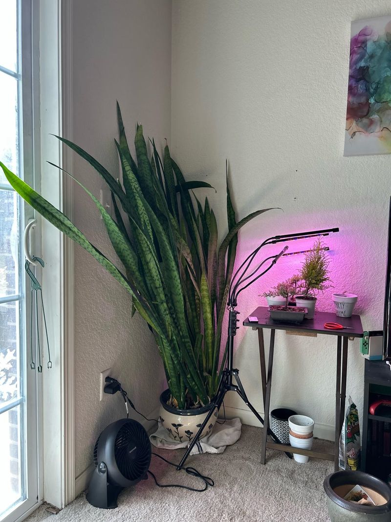 Snake Plant
