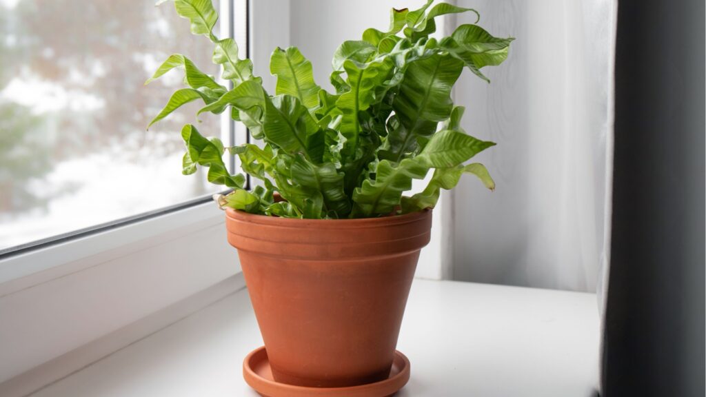 Bird’s Nest Fern