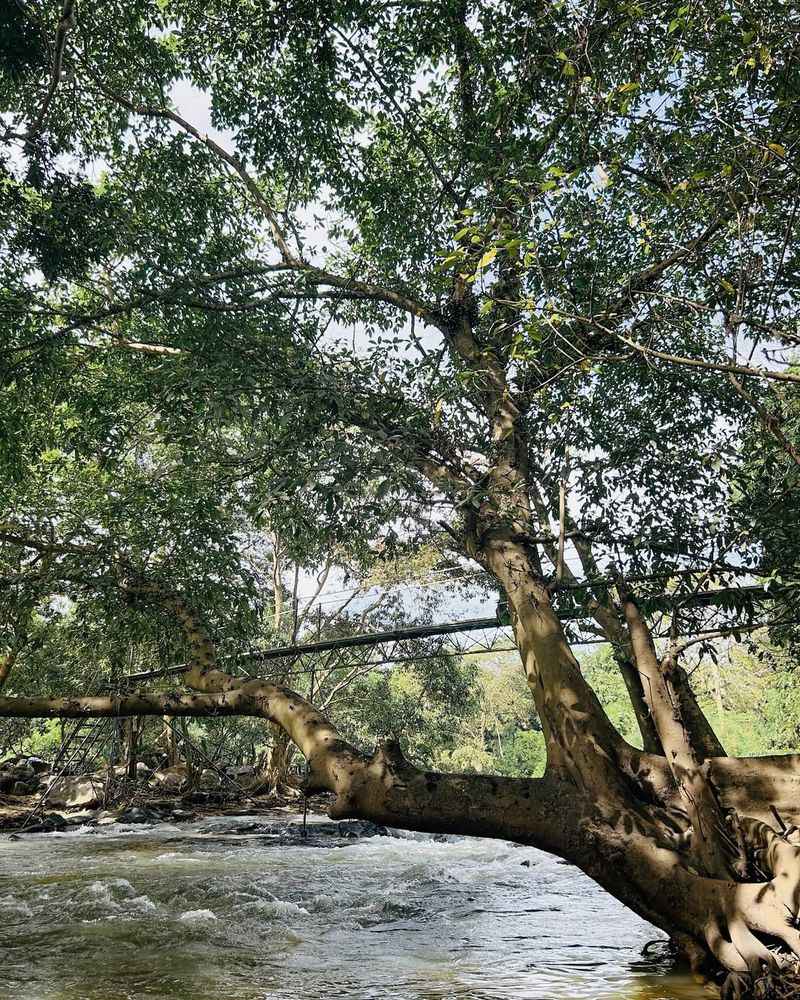 Sycamore Tree