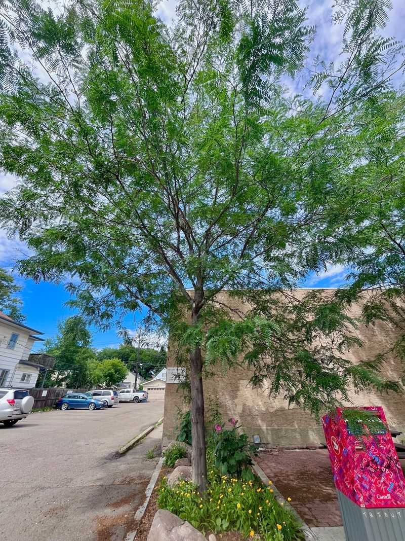 Honey Locust