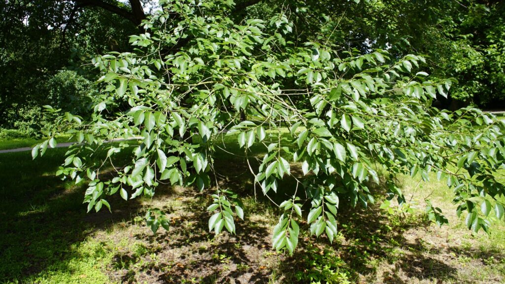 black walnut tree