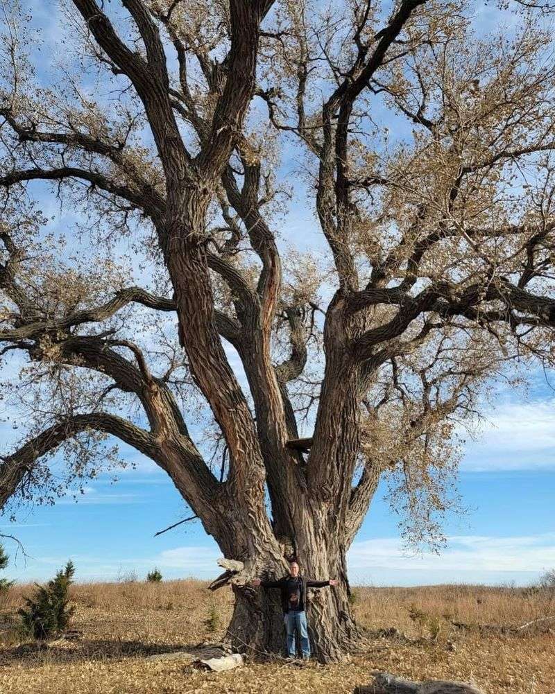 Eastern Cottonwood