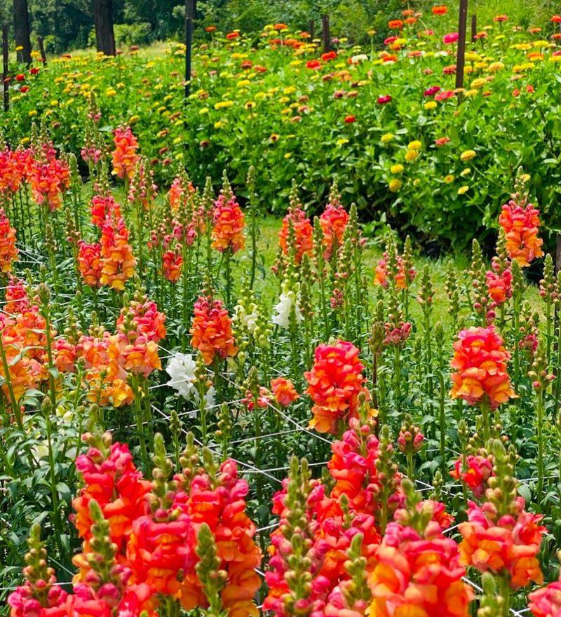 Snapdragons