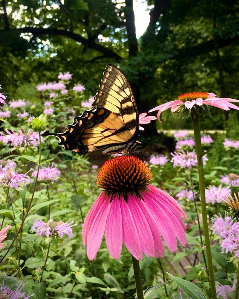 Purple Coneflowers