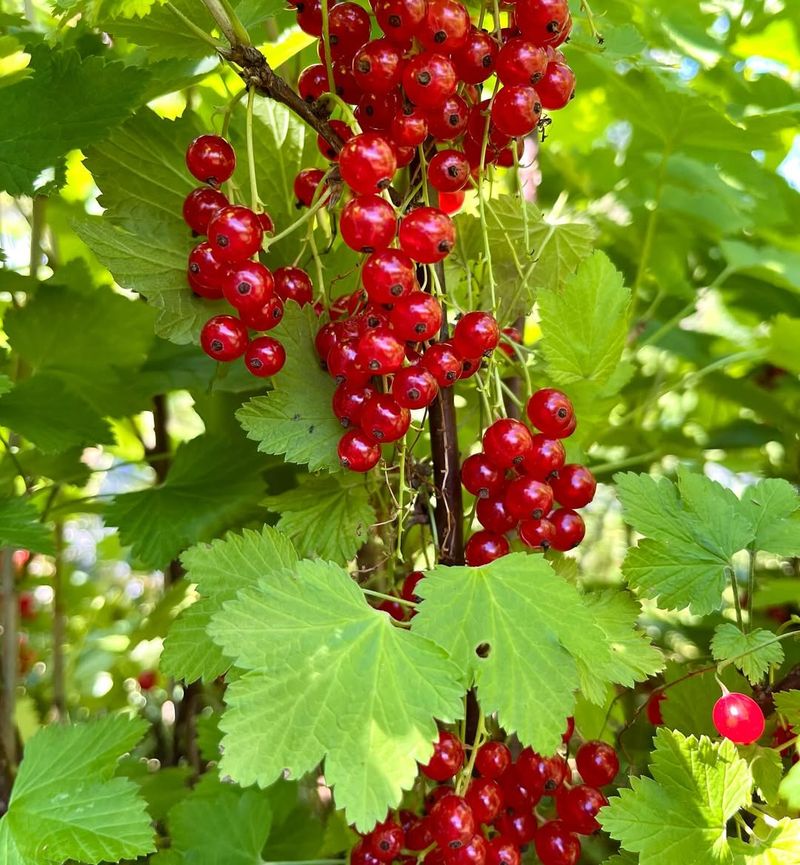Redcurrant