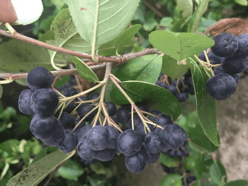 Aronia Berry