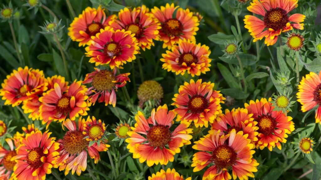 blanket flower display
