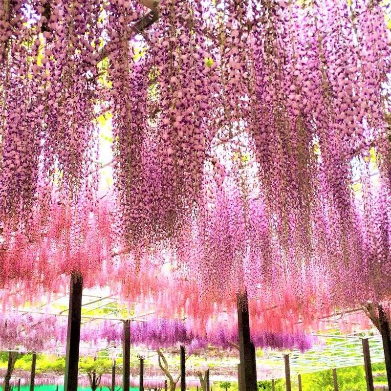 Wisteria
