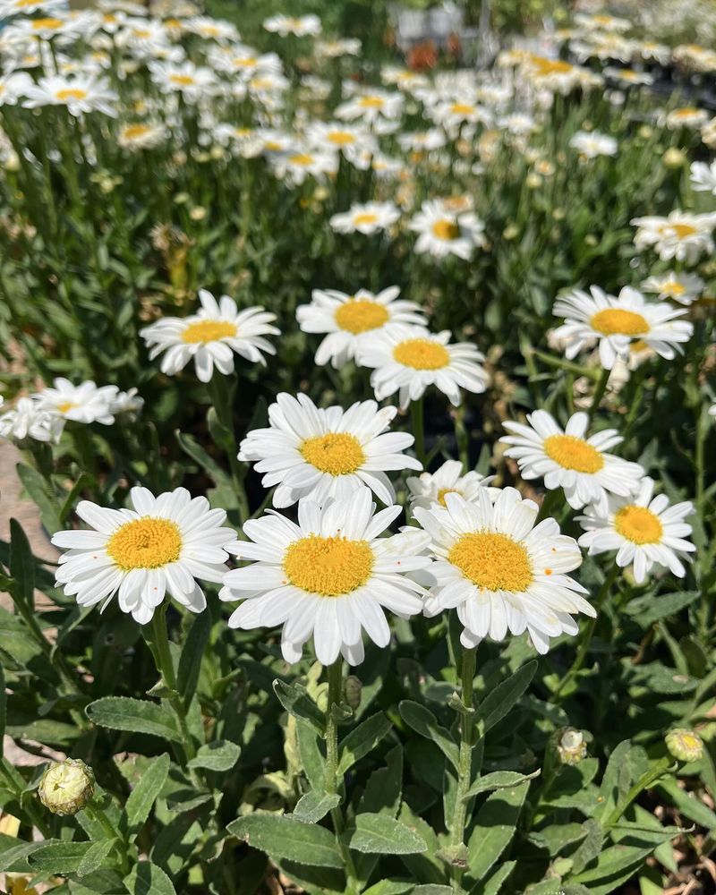 Shasta Daisies