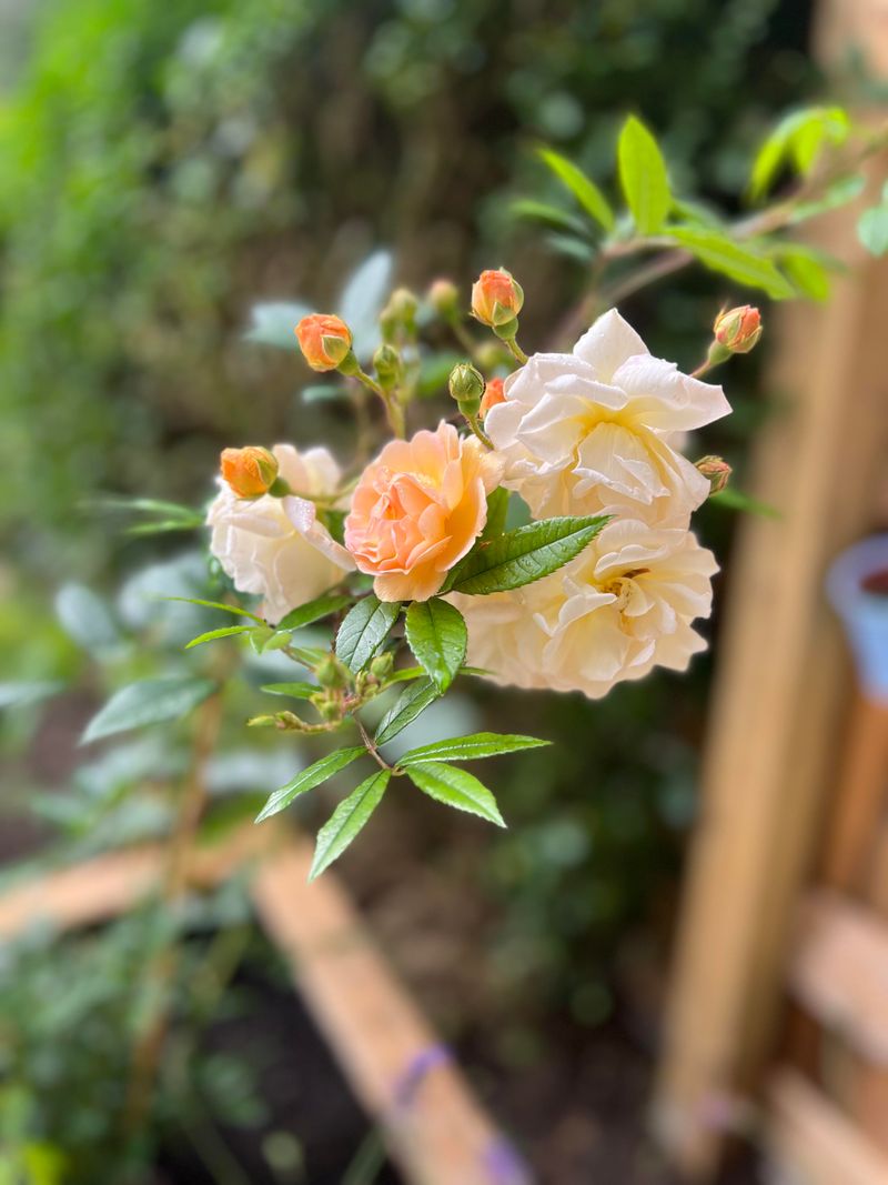 Minimal Pruning Needed
