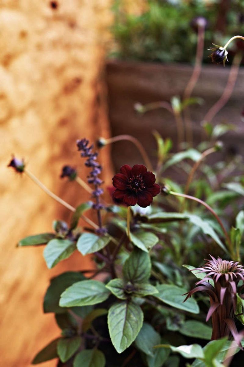 Thrives In Containers And Small Garden Spaces