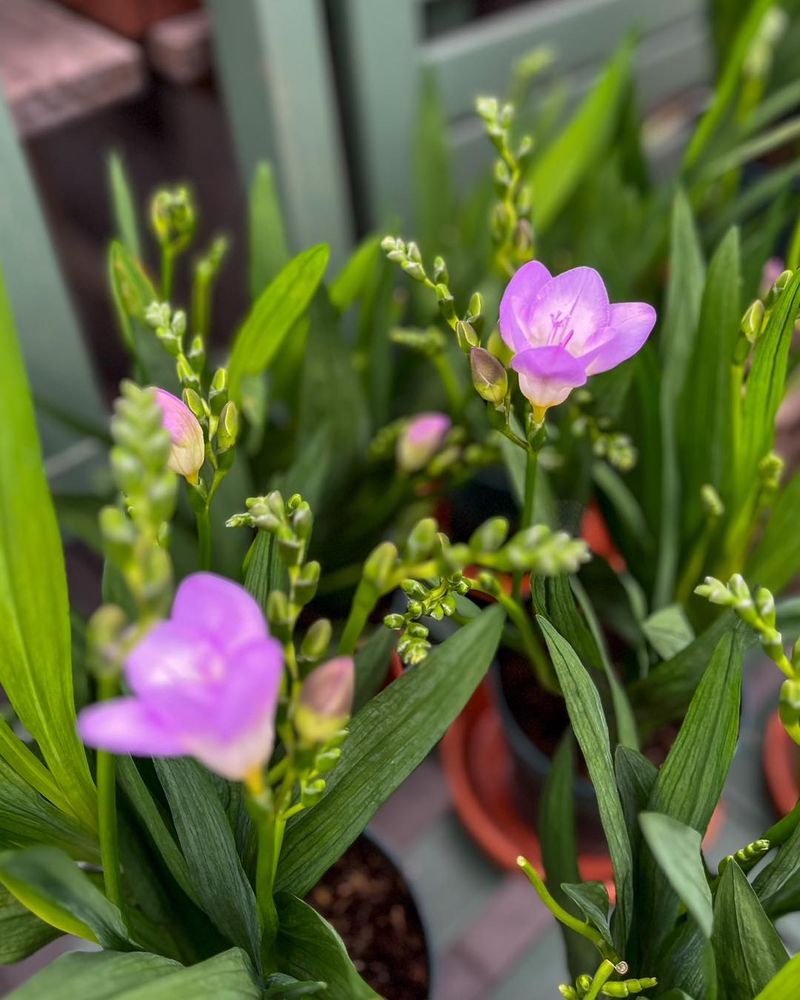 Adds Elegance to Garden Beds