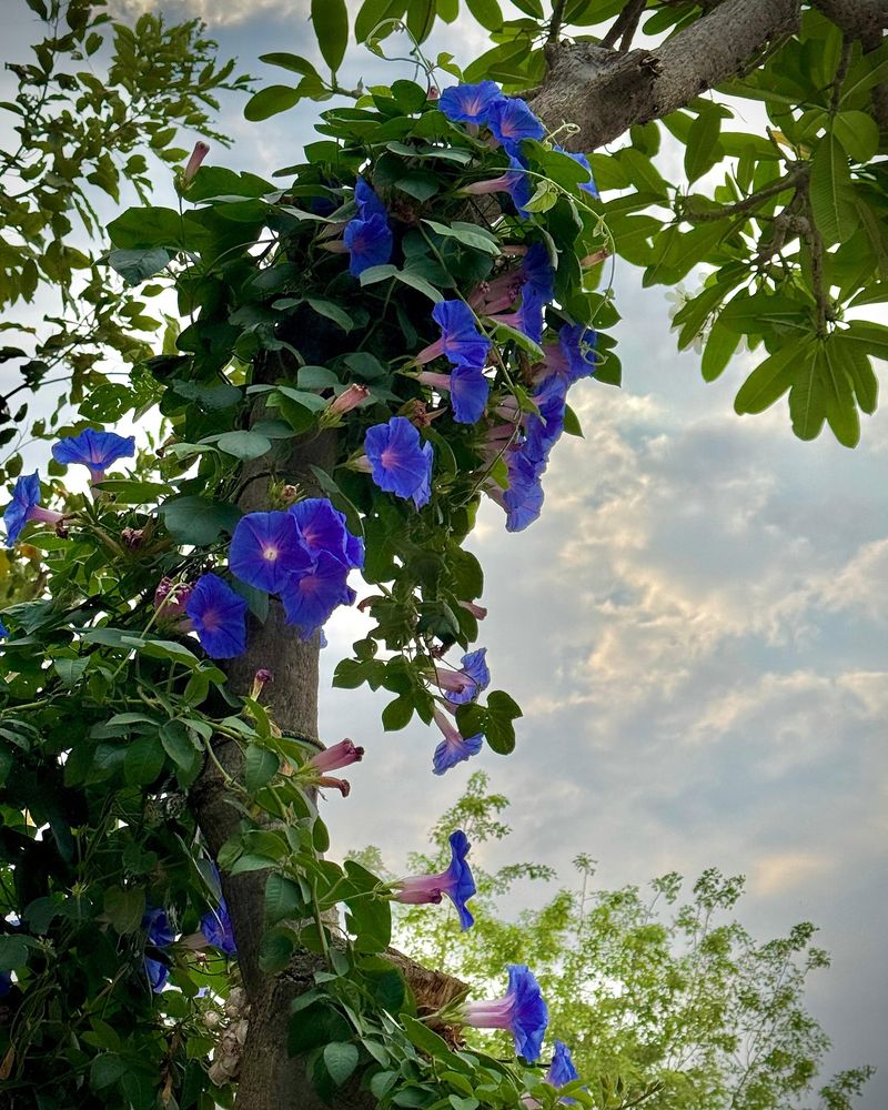 Morning Glory Tree (Ipomoea arborescens)