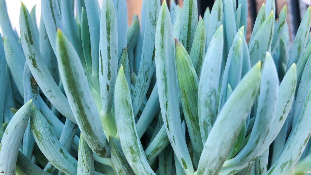 Blue Chalksticks