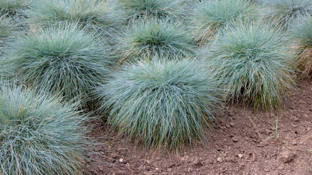 blue fescue ground cover