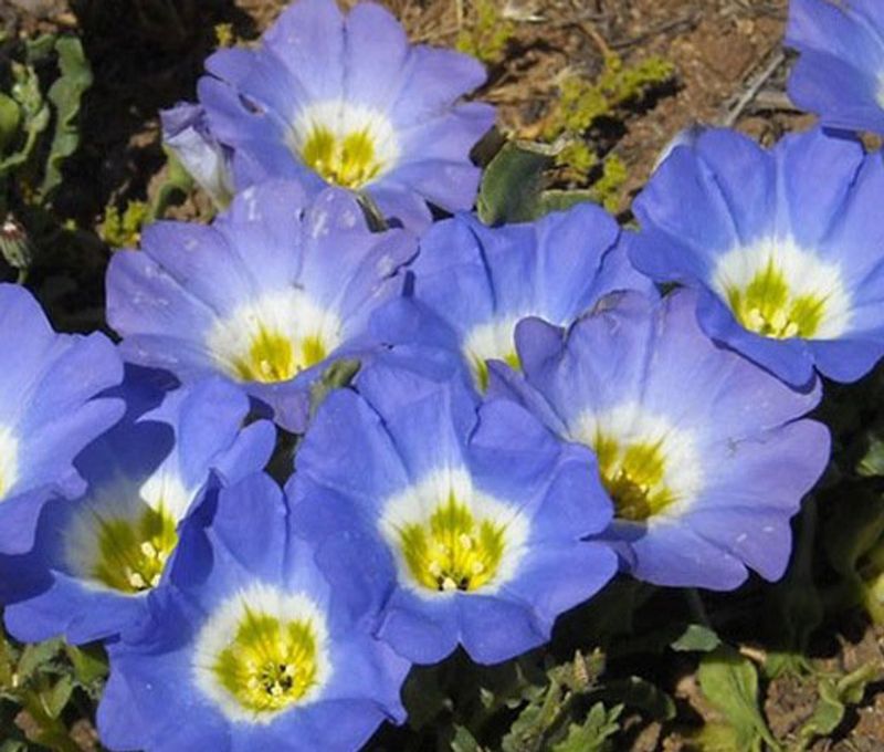 Chilean Bellflower (Nolana paradoxa)