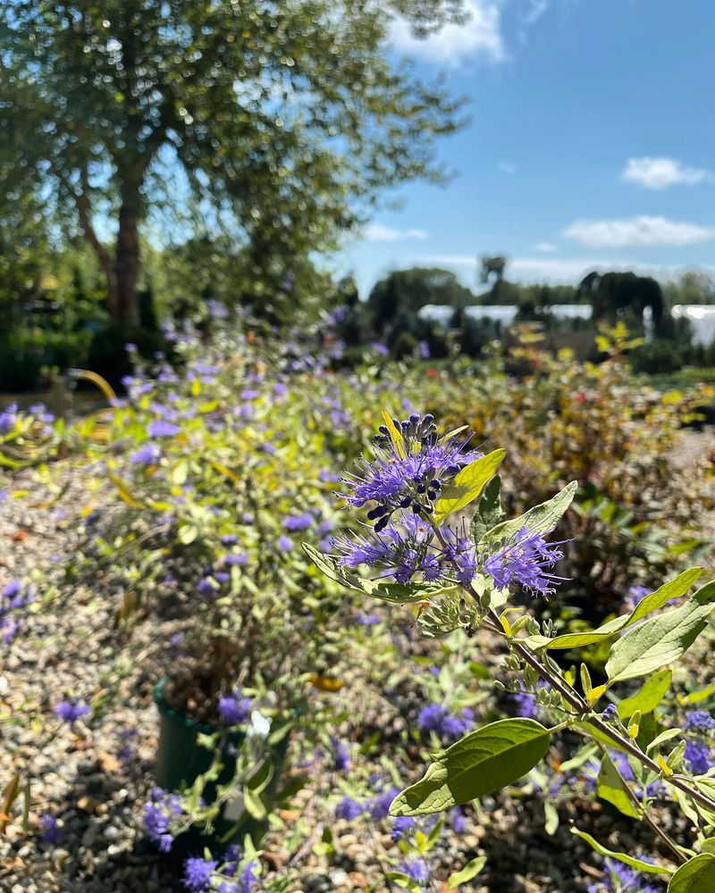 Blue Mist Shrub (Caryopteris x clandonensis)