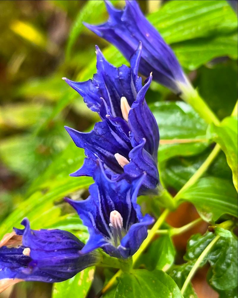 Gentian