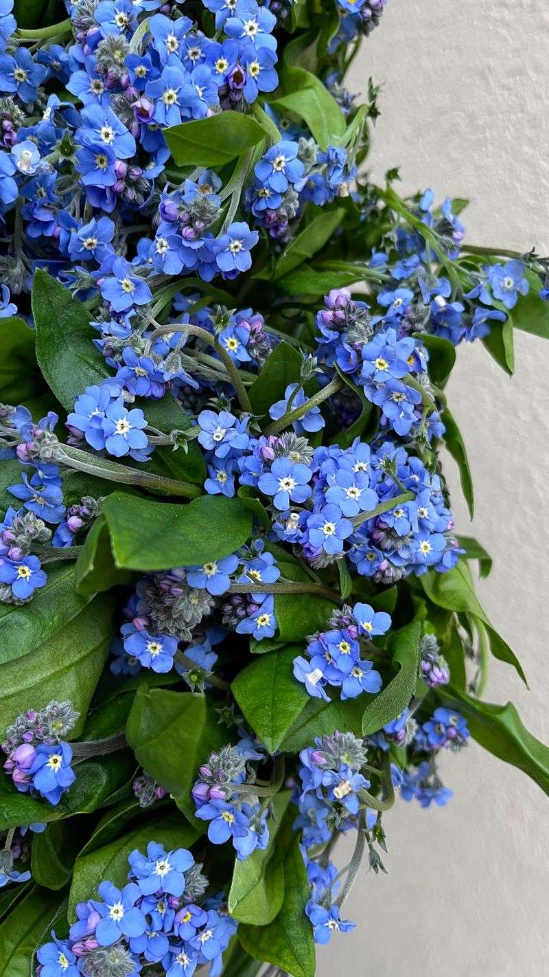 Forget-Me-Not Tree (Myosotis sylvatica)