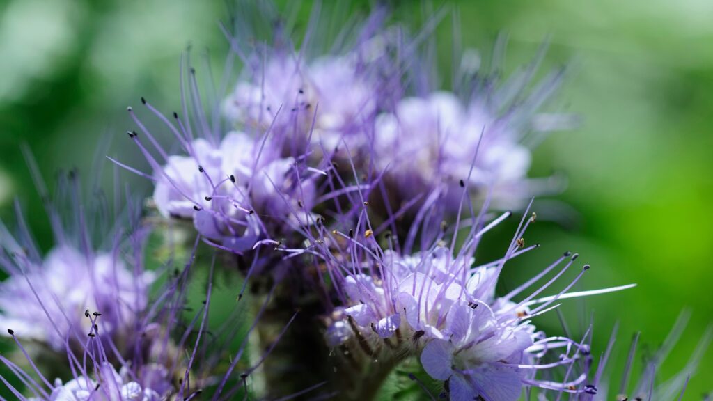 bluebeard shrub