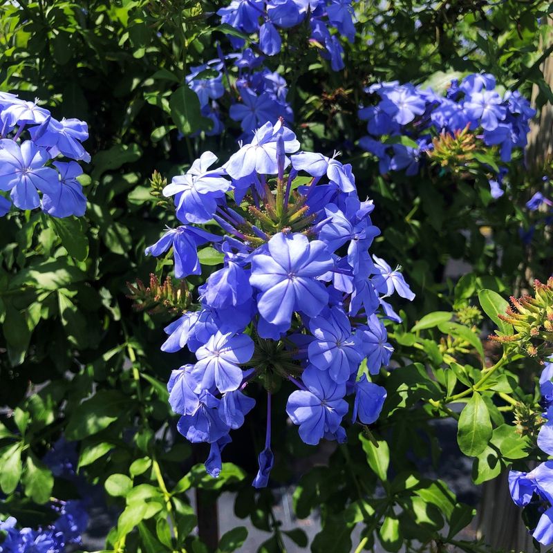 Plumbago