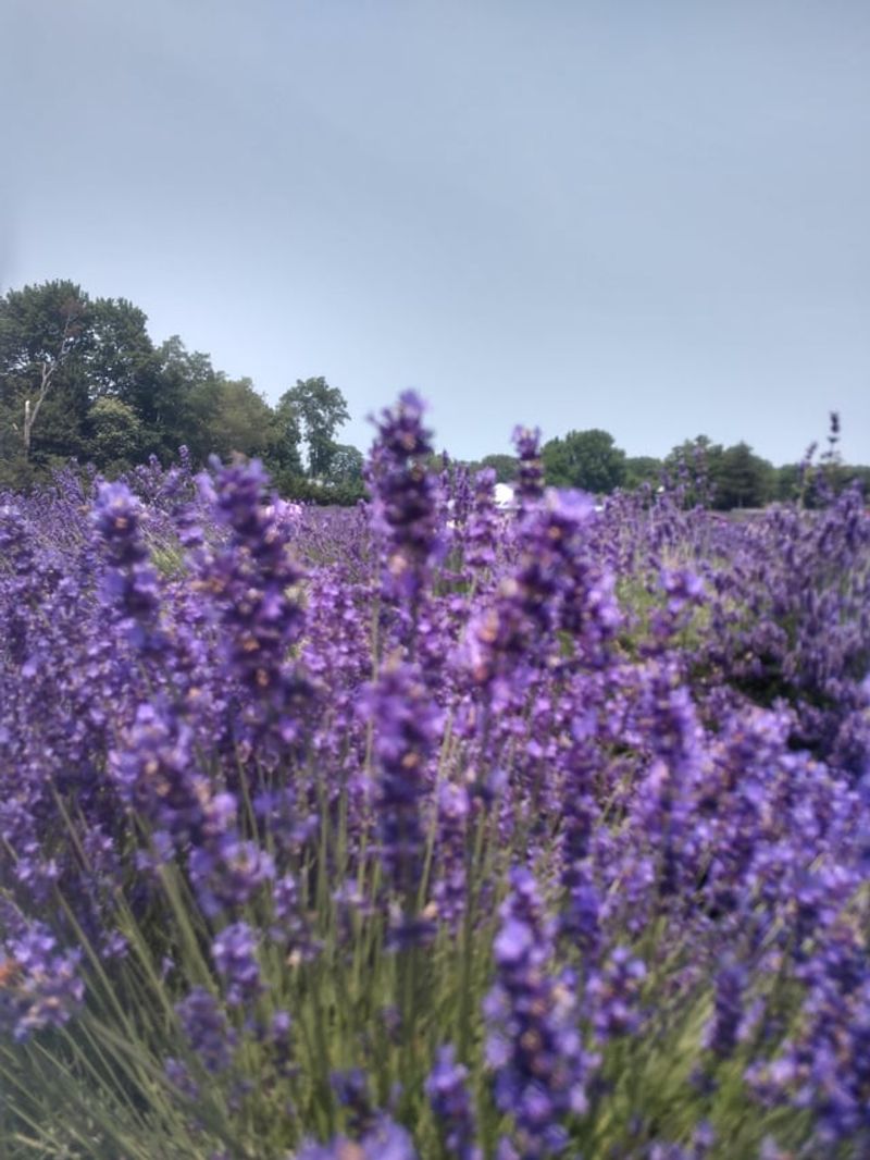 Lavender