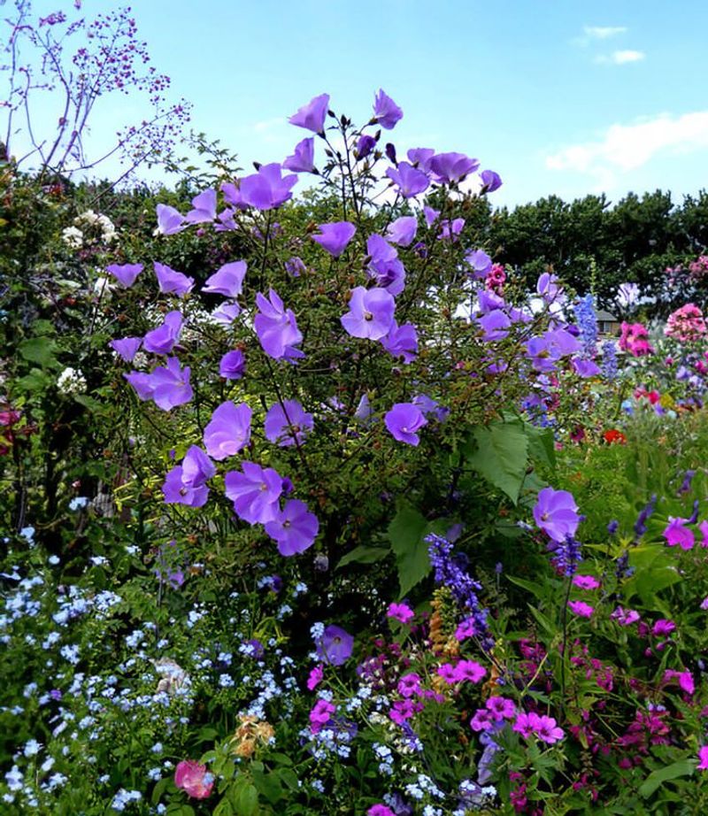 Blue Hibiscus (Alyogyne huegelii)