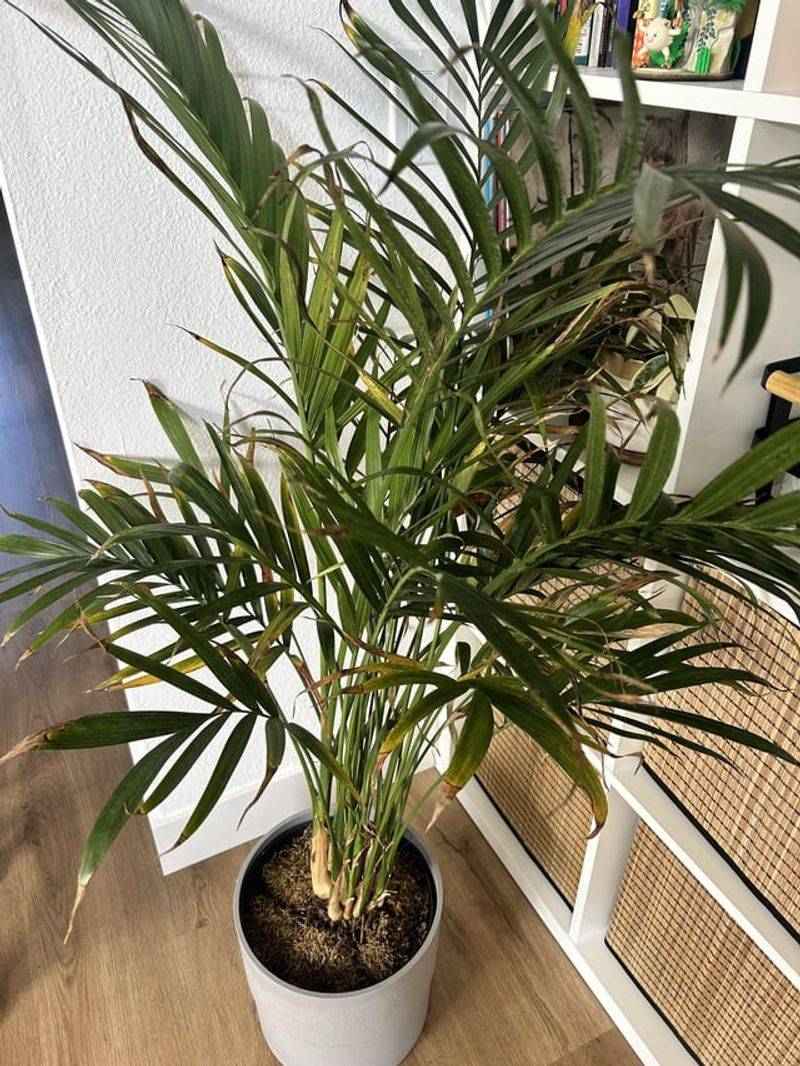 Areca Palm